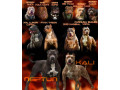 american-bully-xl-small-0