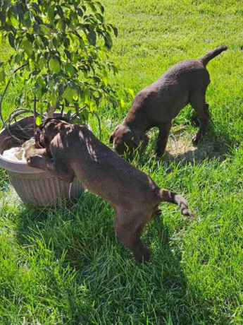 cokoladni-labrador-zenke-big-3