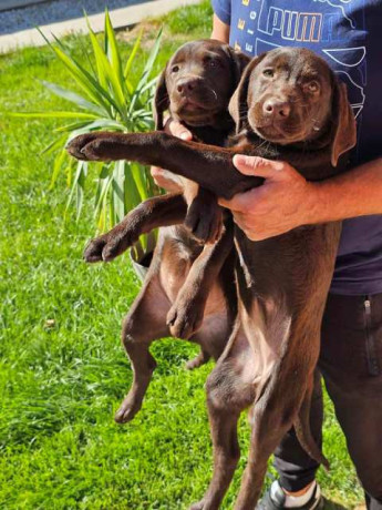 cokoladni-labrador-zenke-big-1