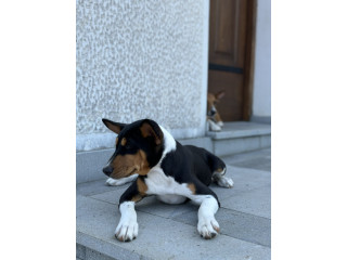 Basenji TOP musko stene