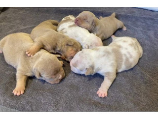 American bully pocket tri color merle