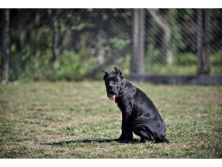 Cane Corso štenci