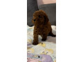 crvene-patuljaste-i-toy-pudle-na-prodaju-small-1