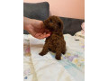 crvene-patuljaste-i-toy-pudle-na-prodaju-small-3