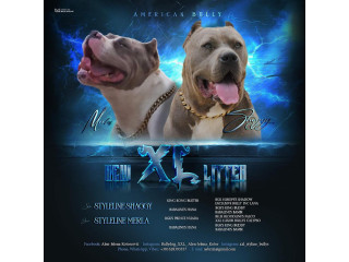 American bully xl štenci !!