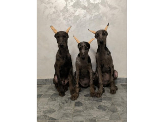 Doberman egzotik merle standard