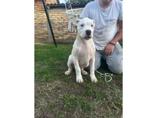 Stenci dogo argentino.