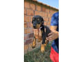 doberman-stenci-small-3
