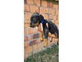 doberman-stenci-small-0