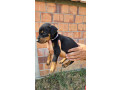 doberman-stenci-small-1