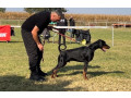 doberman-stenci-small-4