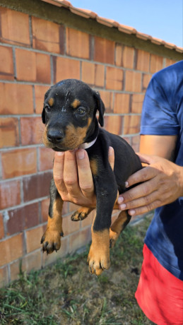 doberman-stenci-big-3