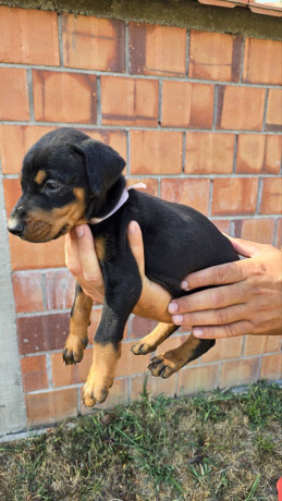 doberman-stenci-big-1