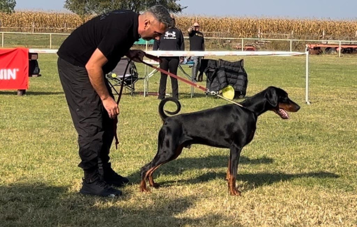 doberman-stenci-big-4