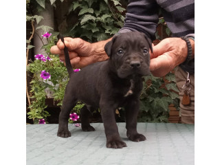 CANE CORSO top stenad