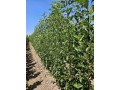 sadnice-voca-kvalitetne-sadnice-iz-rasadnika-antic-small-0