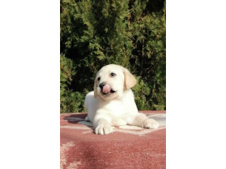 Labrador retriver, štenci na prodaju