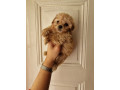 prodajem-preslatke-stence-maltipoo-small-1