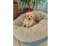 prodajem-preslatke-stence-maltipoo-small-3