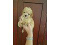 prodajem-preslatke-stence-maltipoo-small-2