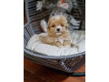 prodajem-preslatke-stence-maltipoo-small-0