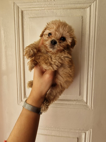 prodajem-preslatke-stence-maltipoo-big-1