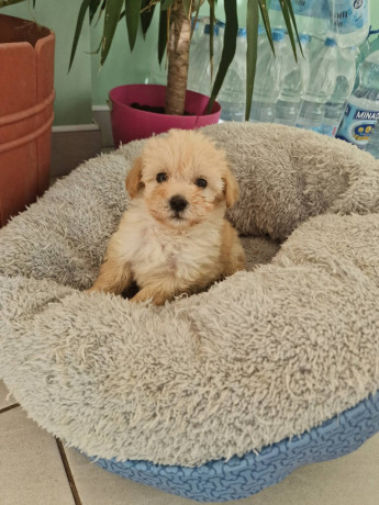 prodajem-preslatke-stence-maltipoo-big-3