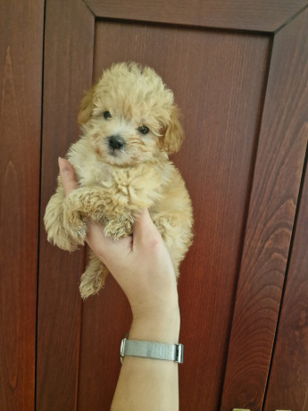 prodajem-preslatke-stence-maltipoo-big-2