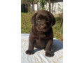 labrador-retriver-braon-muzjak-small-1