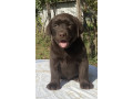 labrador-retriver-braon-muzjak-small-2