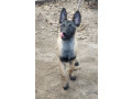 muzjak-malinoe-small-1