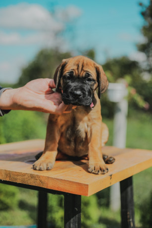 cane-corso-stenci-na-prodaju-big-1