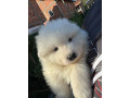 samojed-stenci-small-1