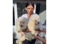 samojed-stenci-small-3