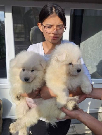 samojed-stenci-big-3