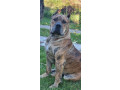 presa-canario-vrhunsko-leglo-small-3