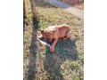 presa-canario-vrhunsko-leglo-small-0