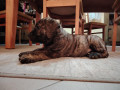presa-canario-vrhunsko-leglo-small-1