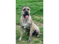 presa-canario-vrhunsko-leglo-small-4