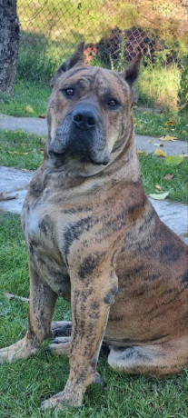 presa-canario-vrhunsko-leglo-big-3