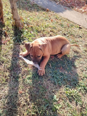 presa-canario-vrhunsko-leglo-big-0