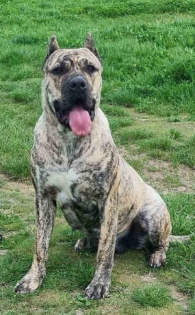 presa-canario-vrhunsko-leglo-big-4