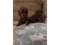 crvena-toy-pudla-zenke-small-1