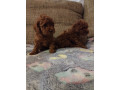 crvena-toy-pudla-zenke-small-0