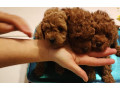 crvena-toy-pudla-zenke-small-3