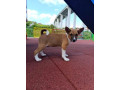 basenji-stenci-small-1