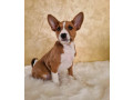 basenji-stenci-small-0