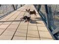 basenji-stenci-small-2