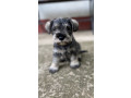 patuljasti-snaucer-miniature-schnauzer-small-0