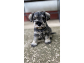 Patuljasti Šnaucer Miniature Schnauzer